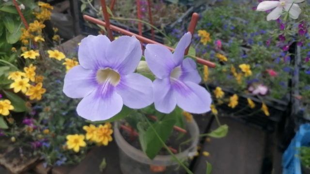 Тунбергия "Электра" какая красота! ? смотреть онлайн