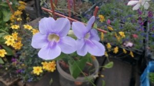 Тунбергия "Электра" какая красота! ?