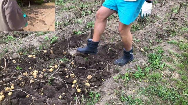 Сбор урожая картофеля после необычной посадки в лунки. Показываю результат