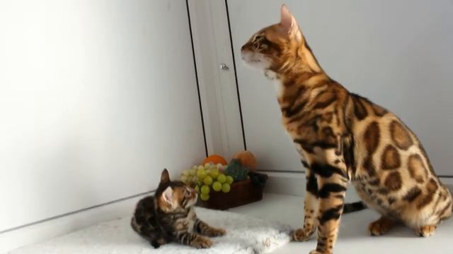Бенгальский кот - bengalocats.com Питомник бенгальских кошек