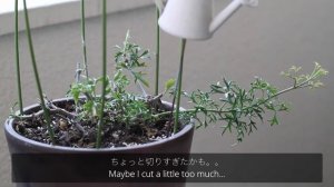 Garden Vlog#007/ベランダガーデニング/クレマチス花後の剪定/多肉テトラゴナの新芽/Clematis post-flowering pruning/succulent sprout