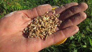 Смена корма у кур - появились яйца