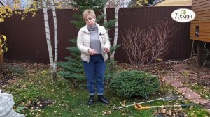 НЕ ЗАБУДЬТЕ СДЕЛАТЬ ЭТО С ГАЗОНОМ ОСЕНЬЮ!!! / 7 Семян