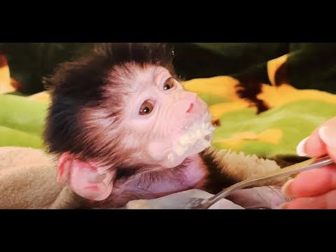 ВЫ ХОТИТЕ ПОСМЕЯТЬСЯ- посмотрите как Люся ест смотреть онлайн