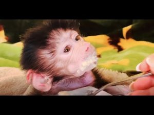 ВЫ ХОТИТЕ ПОСМЕЯТЬСЯ- посмотрите как Люся ест