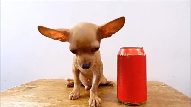 Chihuahua Macho Miel 4.5 Meses Super Peque смотреть онлайн