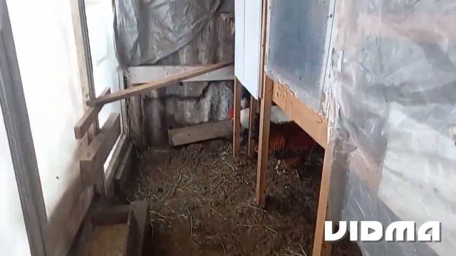 Переселила петухов. Припудрила гнёзда. Сделала кормушки для птиц.(Pereselila petukhov. ) смотреть онлайн