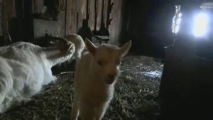 Коза с козлятами