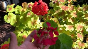 Geraniums Update After Freeze Damage! 🌱🍀 Pelargonium Care indoors 🍃 growing geraniums