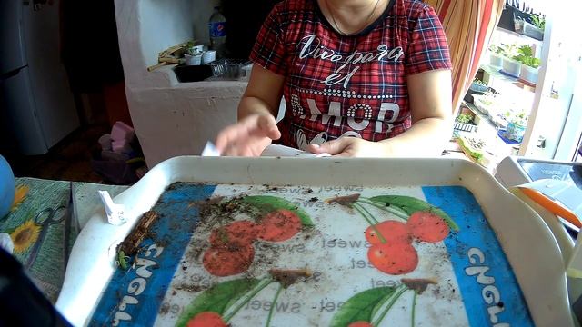 пикируем рудбекию смотреть онлайн