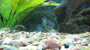 Нанакара неон блю электрик мечет икру в Самаре.