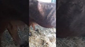 Как узнать что корова скоро отелется.