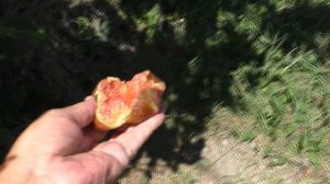 Инжир Сабруция Розовая оригинальная