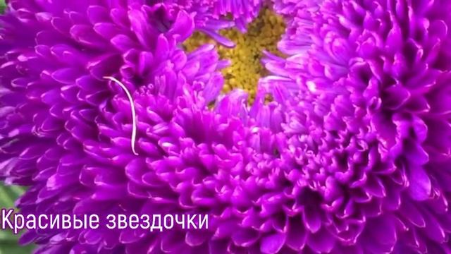 #астры #красивыецветы #разнообразныеастры  Астры в саду