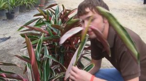 *'Tri-Color Ginger' Plant* +Stromanthe sanguinea 'Triostar'+Bulbs+