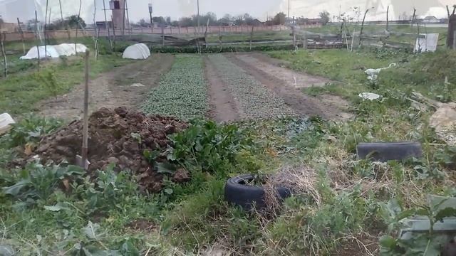 подготовка бечки к сезону капельного полива к огурам смотреть онлайн