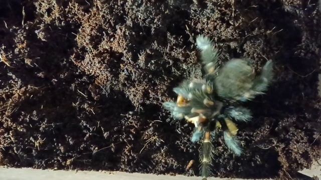 Кормление паука птицееда Brachypelma auratum смотреть онлайн