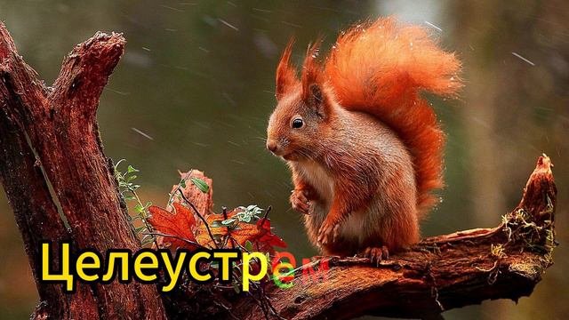 Огненная Векша