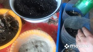 Канны? проращивание, мои ошибки прошлого года. Почему Канны не цвели.