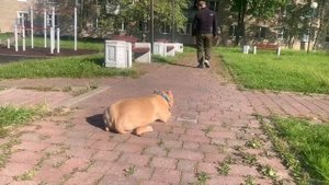 Дрессировка Американского булли.Афина (9 месяцев)| ВЫЕЗДНЫЕ ЗАНЯТИЯ