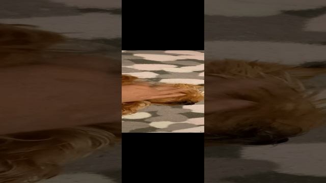 Любимое мохнатое создание