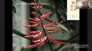 Creating Habitat with Native Wildflowers