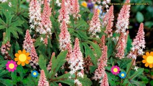 Тиарелла гибридная Пинк скайрокет. Краткий обзор, описание характеристик tiarella Pink skyrocket