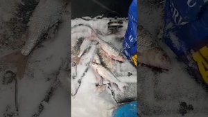 Всегда с рыбой на косынки с кормушкой🐟