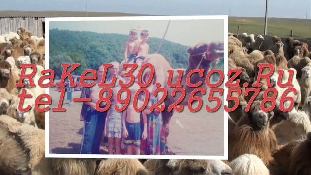 презентация родителям