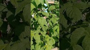 Мой способ подвязки малины.