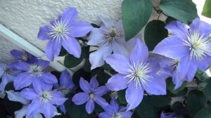 Awesome and Pretty Clematis Climbing Flowers