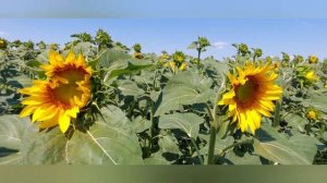 Подсолнечник начал выделять нектар.