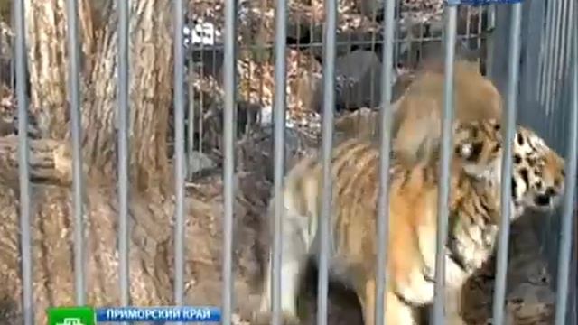 Восстановление популяции тигров смотреть онлайн