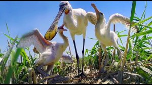 Колпица (Platalea leucorodia)