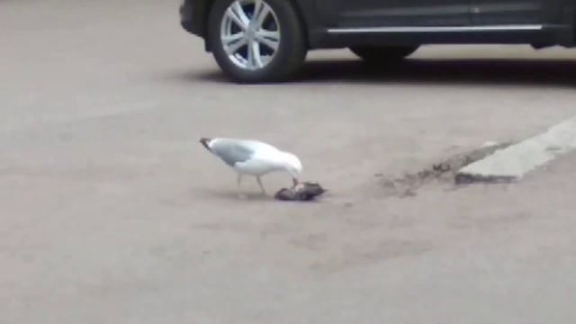 Птичий каннибализм. Выборг. смотреть онлайн