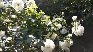 Полиантовая белая роза ,, Айсберг"