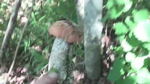 За грибами на Валдай. Прекрасные красные - часть 3