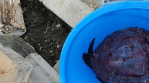 засолка сазана по сибирски