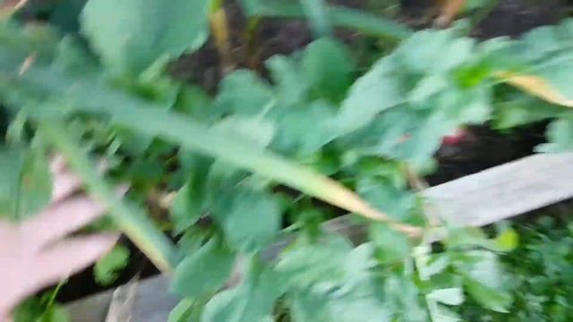 Уборка озимого чеснока посаженного в 2 яруса 2021#озимыйчеснок#урожай#огород#любимаядача смотреть онлайн