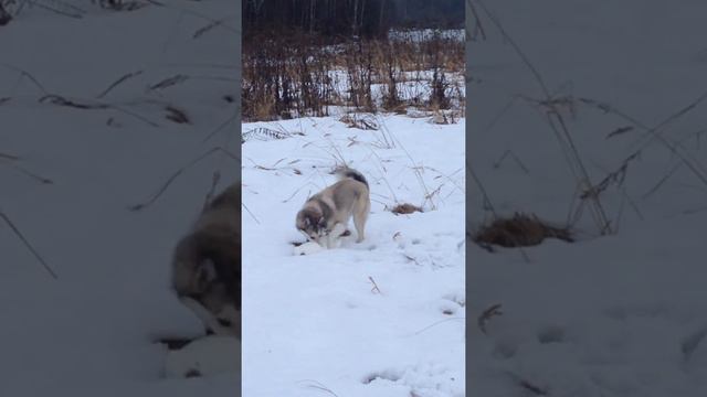 ЗСЛ"Герда" первый зверь смотреть онлайн