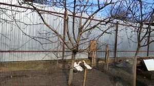 Утки индийские бегунки - первые яйца//Наши новости