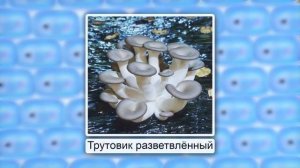 Грибы-паразиты. Видеоурок по биологии 5 класс