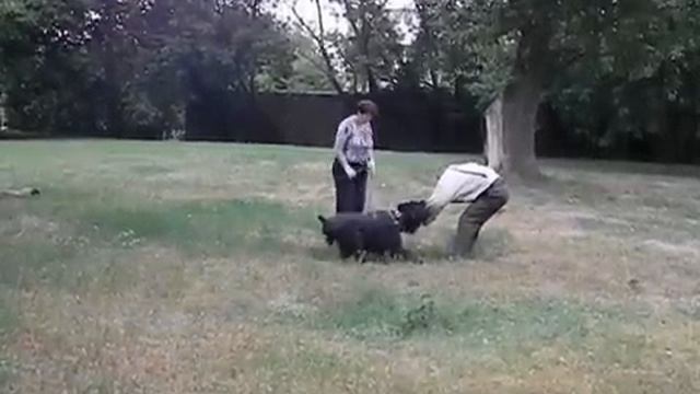РУССКИЙ ЧЁРНЫЙ ТЕРЬЕР.ЗАНЯТИЕ ЗКС.