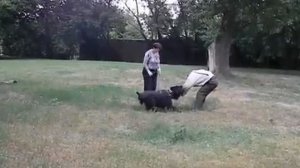 РУССКИЙ ЧЁРНЫЙ ТЕРЬЕР.ЗАНЯТИЕ ЗКС.