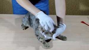 Как обработать кота от клещей, глистов и блох