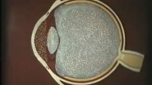 Строение органа зрения © Structure of the organ of vision