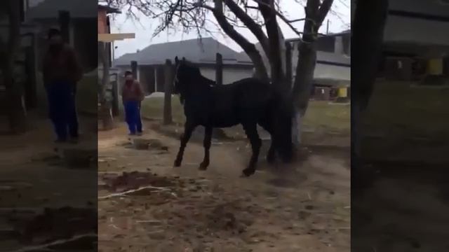 Жеребец карачаевской породы Икар смотреть онлайн