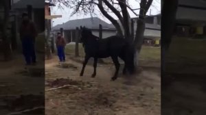 Жеребец карачаевской породы Икар