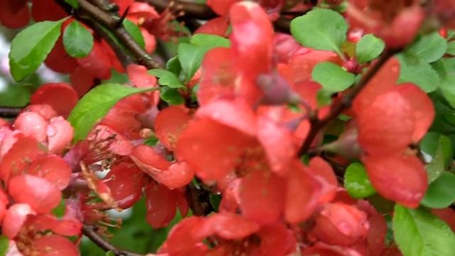 Японская айва. Дачные картинки 2022. смотреть онлайн