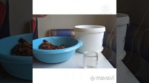 Восковая моль. Выращивание и сбор личинок